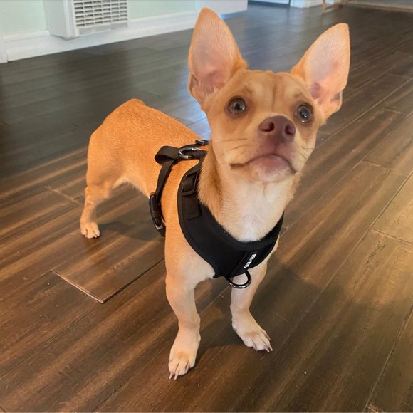 PETsRUS Premium No Pull Dog Harness 2 Leash Clips Ivory Charc Leather - Picture 11 of 12